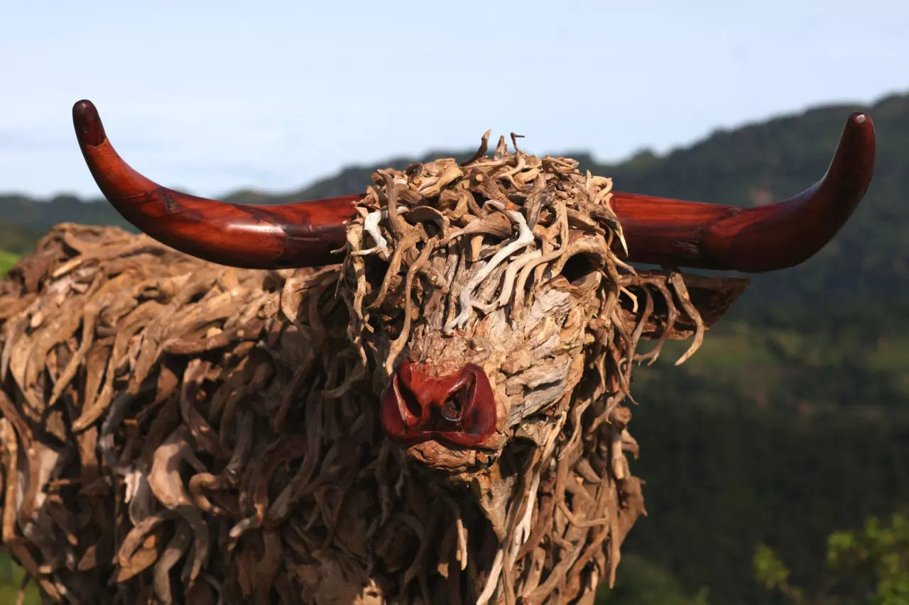 The Highland Bull Madre de Cacao